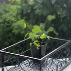 100-Pack Plastic Seedling Pots product detail 6