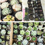 100-Pack Plastic Seedling Pots product detail 8