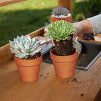 -Piece Terracotta Plant Pots product detail 10