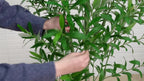 Artificial Indoor Tree detail view 14 for Australian shoppers