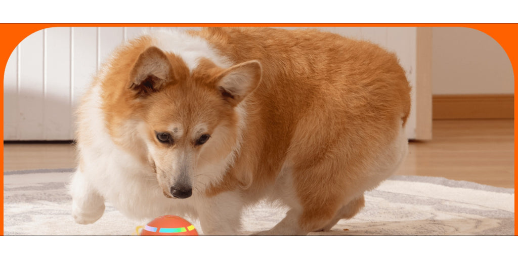 Interactive Pet Toy detail view 9 for Australian shoppers