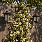 Solar Shed Light product detail 14